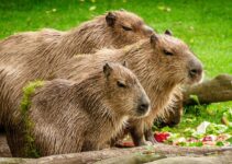 Capybaras: Exploring the World’s Largest Rodent 2024