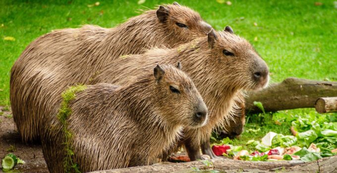 Capybaras: Exploring the World’s Largest Rodent 2024