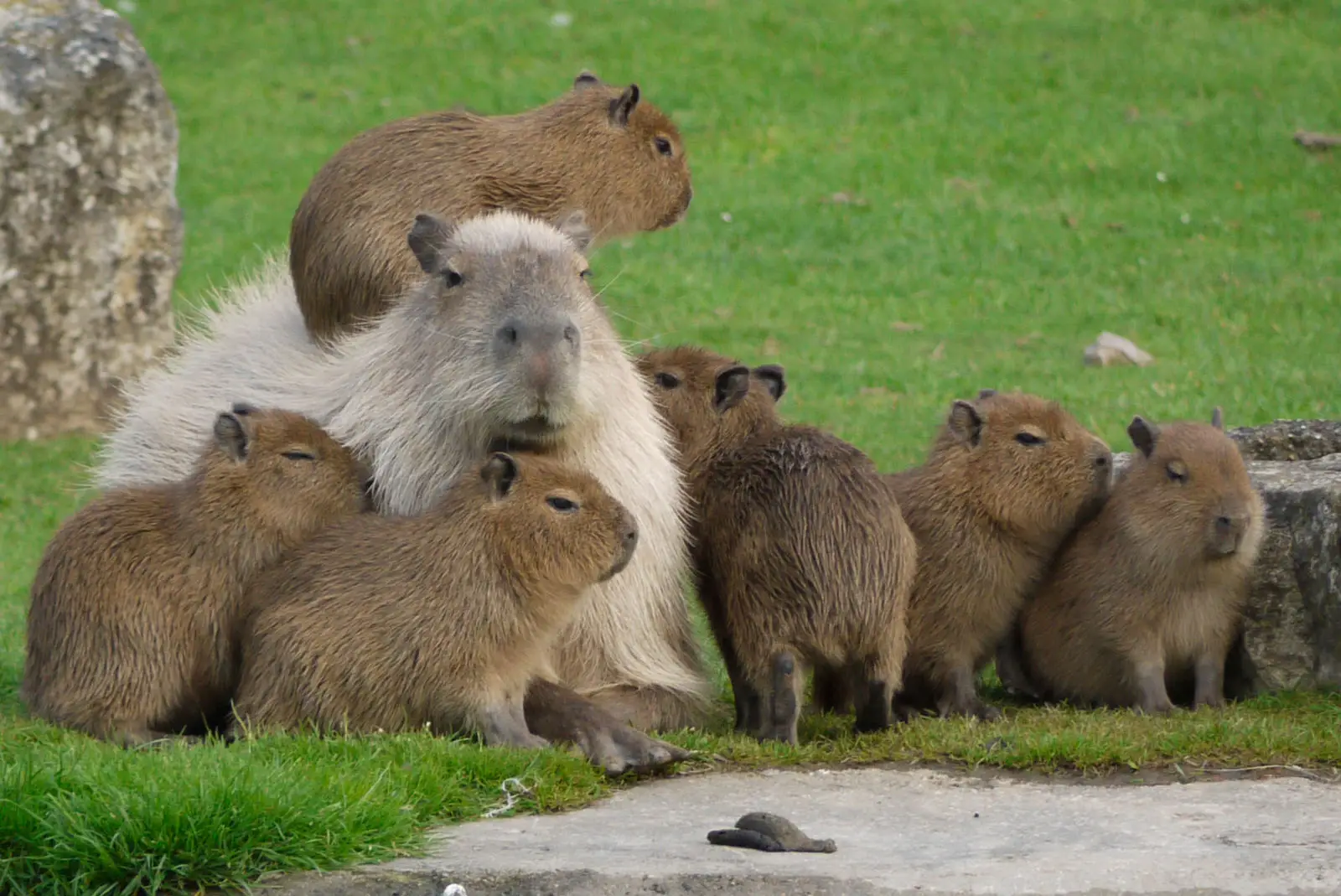 Capybaras