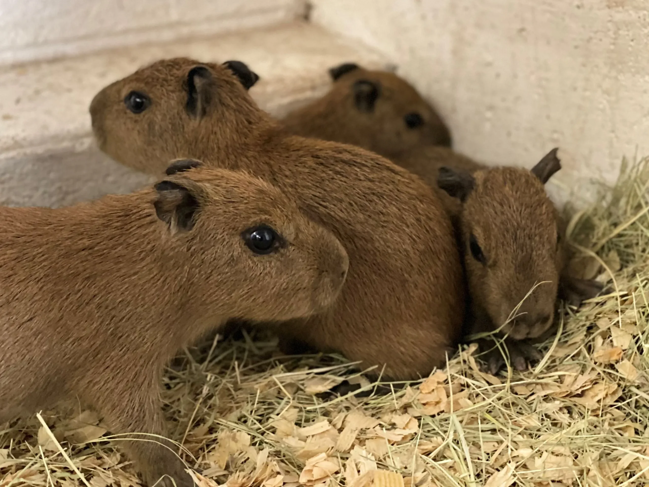 Capybaras