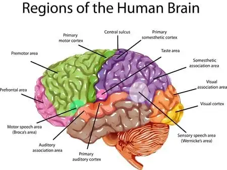 Graphic showing neurons forming new connections, symbolizing neuroplasticity and the brain's ability to adapt and learn