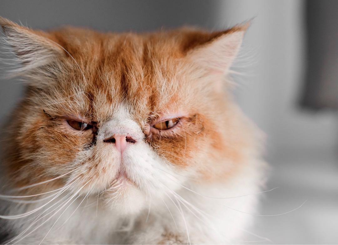 Cat with a prominent peak nose, adding to its unique and elegant appearance