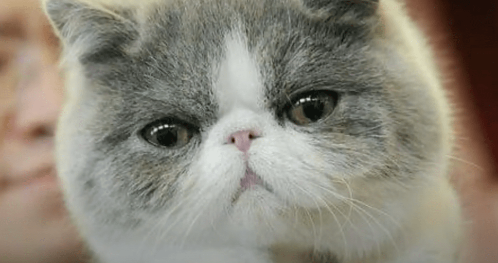 Close-up of a cat's face showcasing its distinctive peak nose feature