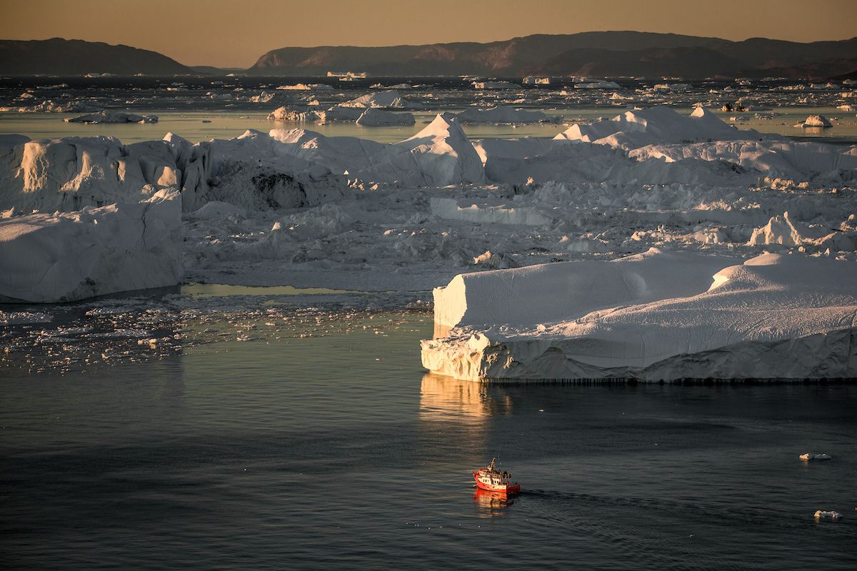 Polar bears roaming the icy landscape of the Ilulissat Icefjord 