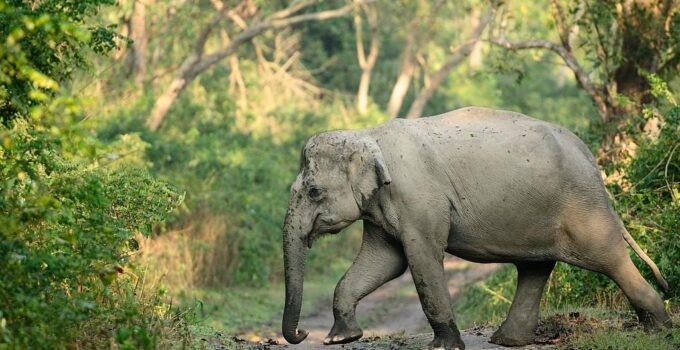 Kaziranga National Park: Absolutely Best Wildlife Safari