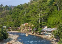 Bukit Lawang: Petualangan Seru di Hutan Tropis Sumatera