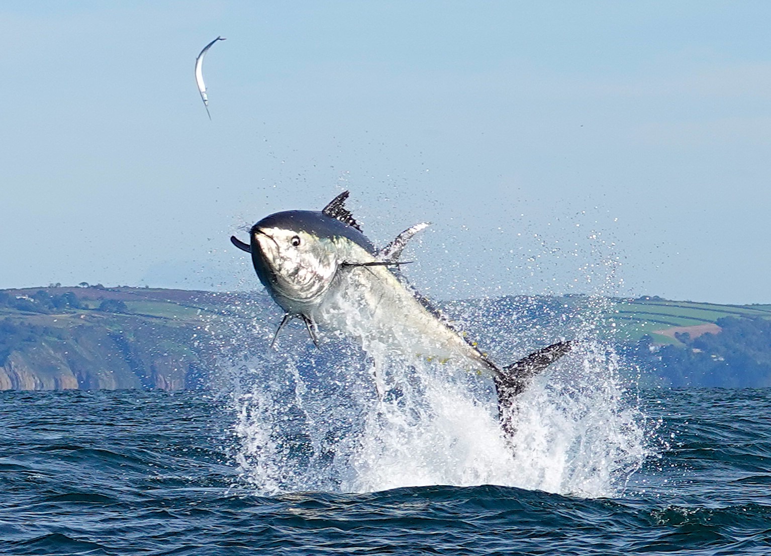 Bluefin Tuna