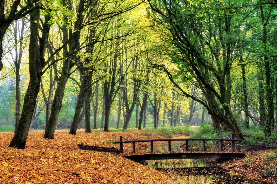 Sejarah Het Amsterdamse Bos