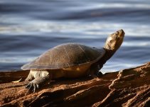 Turtle Menyambut dalam Filosofi Kehidupan Sehari-hari