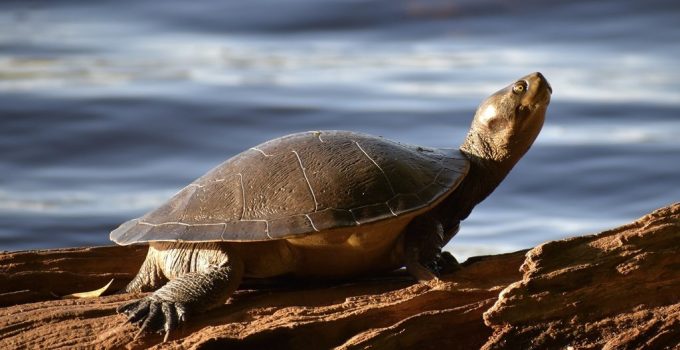 Turtle Menyambut dalam Filosofi Kehidupan Sehari-hari