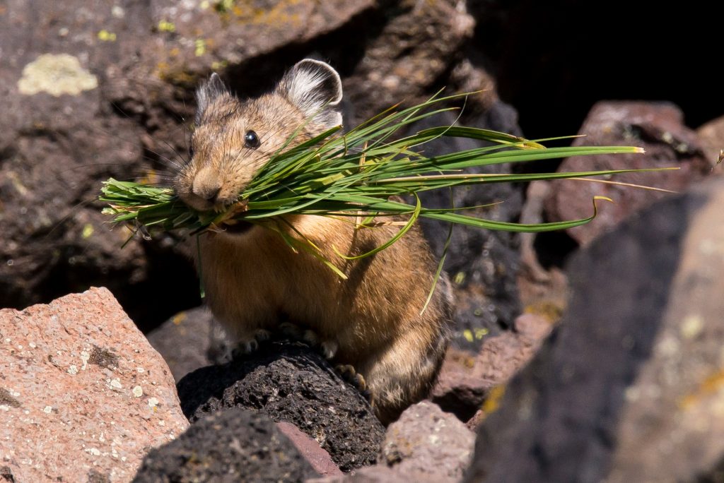 Pika