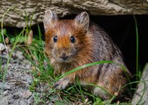 Pika: Hewan Kecil yang Menarik untuk Diketahui