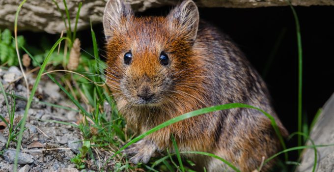 Pika: Hewan Kecil yang Menarik untuk Diketahui