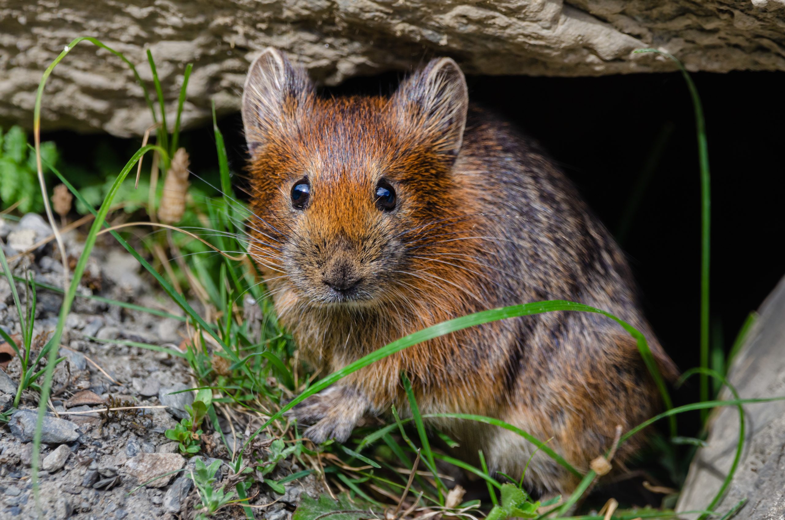 Pika: Hewan Kecil Unik & Penting Bagi Ekosistem Pegunungan