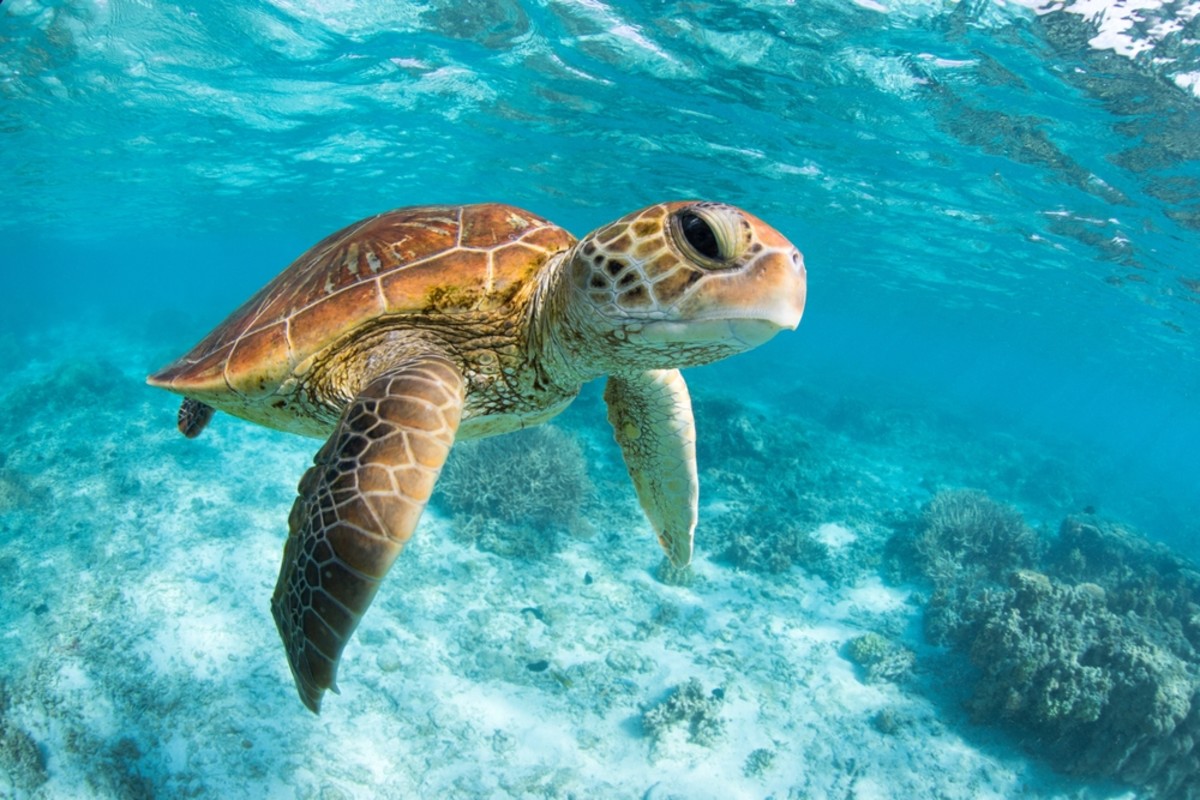 Turtle 