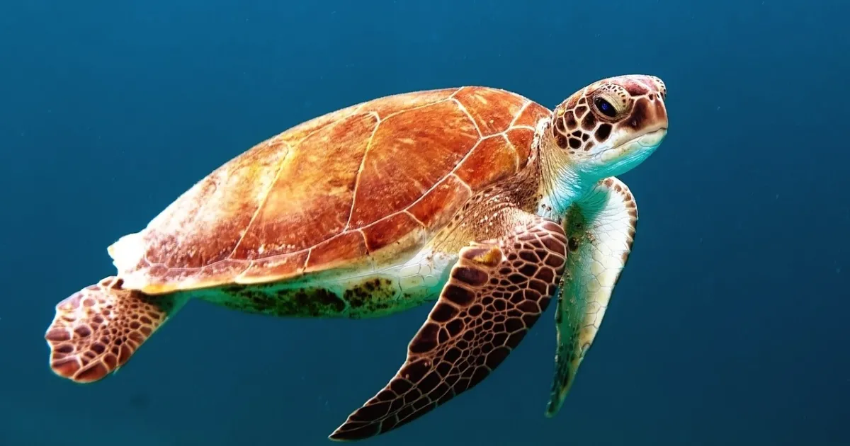 Turtle 