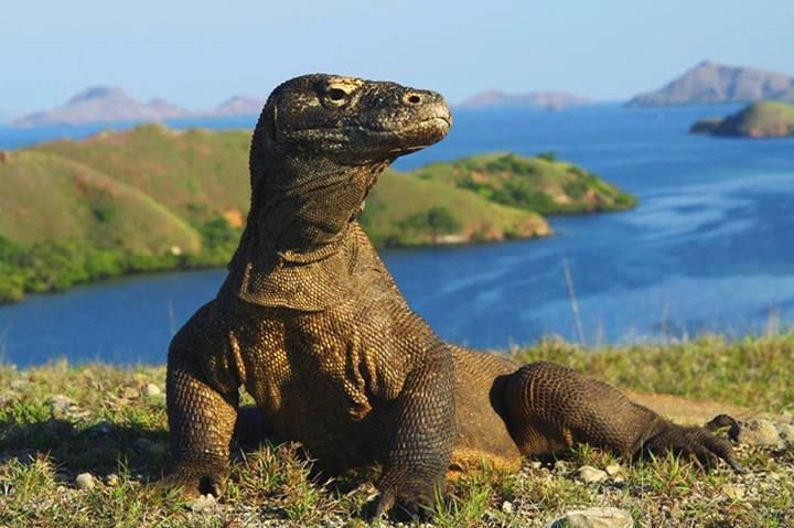 Taman Nasional Komodo