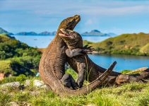 Taman Nasional Komodo: Pesona Purba yang Tetap Hidup di Ujung Timur Indonesia Taman Nasional Komodo: Pesona Purba yang Tetap Hidup di Ujung Timur Indonesia