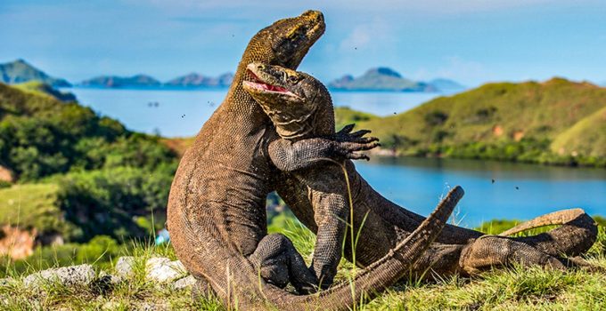 Taman Nasional Komodo: Pesona Purba yang Tetap Hidup di Ujung Timur Indonesia