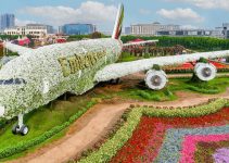 Dubai Miracle Garden: Surga Bunga Raksasa di Tengah Gurun Dubai