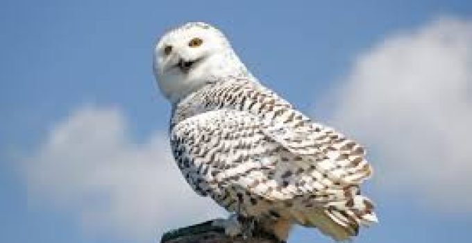 Burung Hantu Salju: Sang Raja Putih dari Langit Arktik