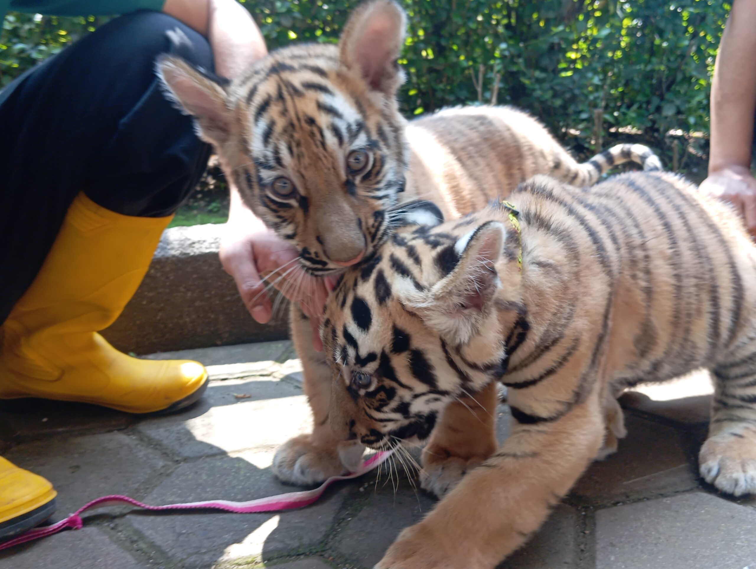 Hasil Nekropsi 2 Anak Harimau