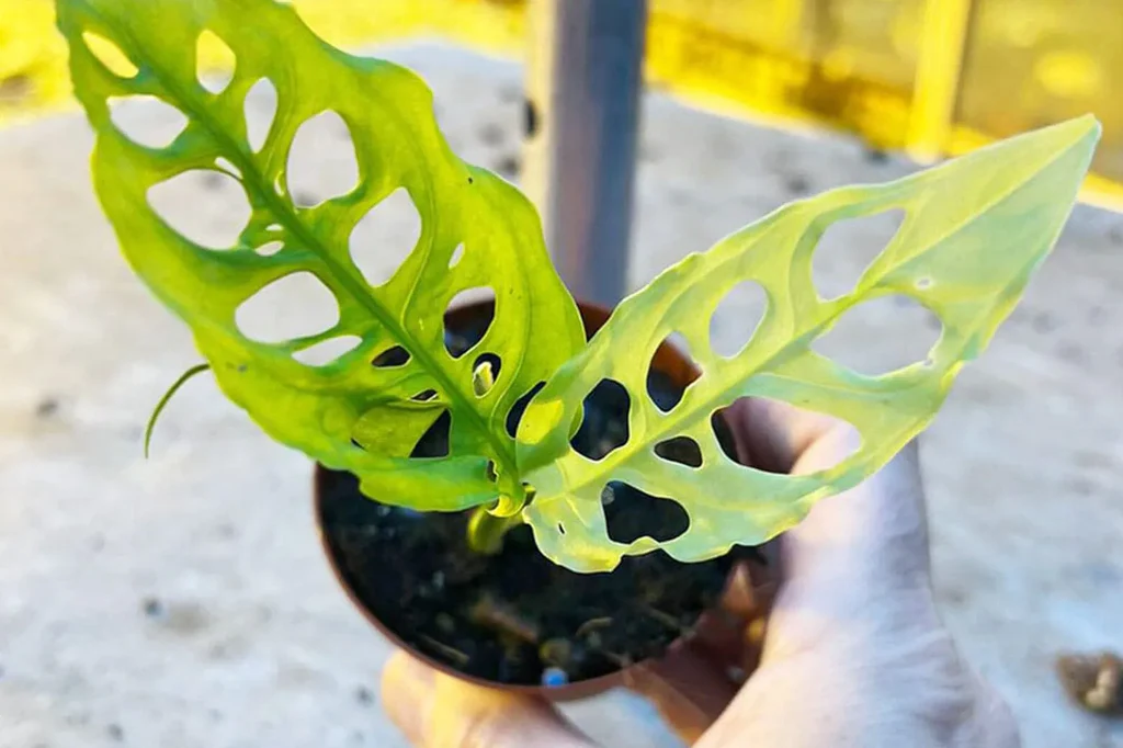 Langkah Strategis dalam Membudidayakan Tanaman Langka