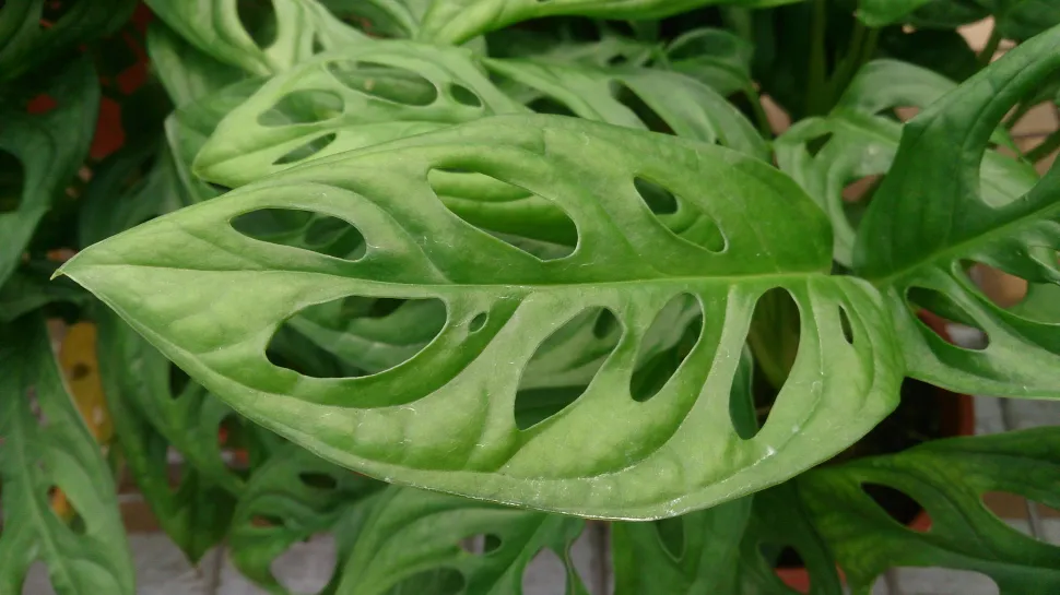 Misteri di Balik Kelangkaan Populasi Asli