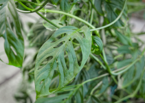 Mengenal Monstera Obliqua: Si Ratu Langka Hutan Amazon