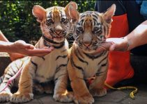 Hasil Nekropsi 2 Anak Harimau: Kisah Pilu dari Bandung Zoo yang Menggugah Nurani